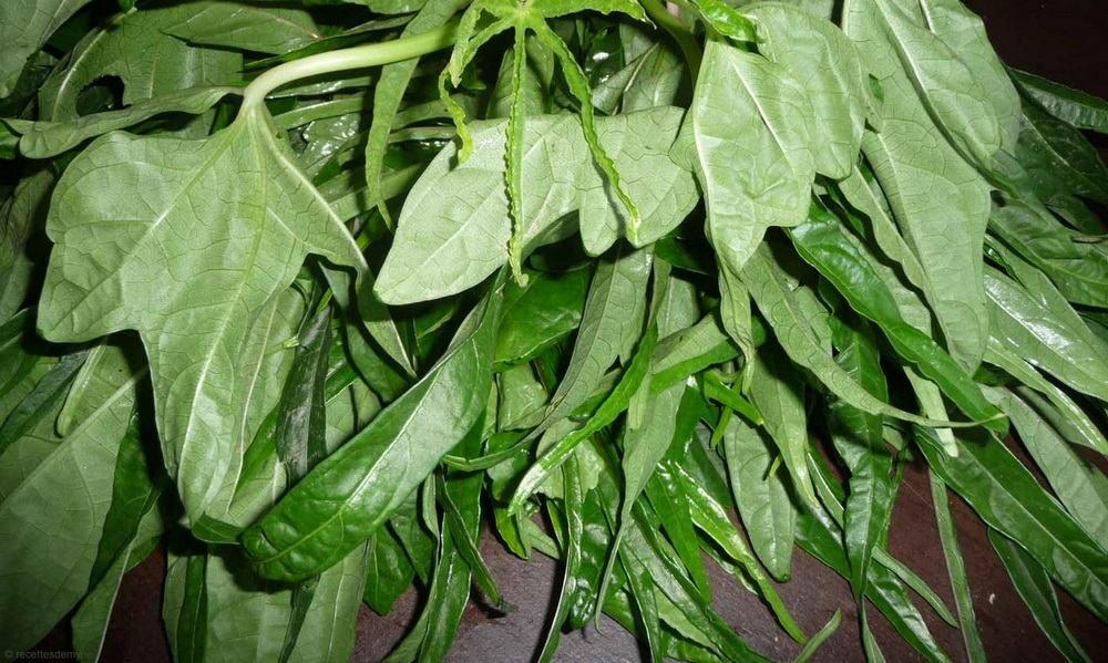 Chou kanak : un légume-feuille à découvrir