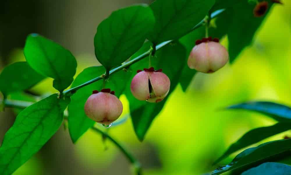Katuk : un légume-feuille aux nombreux bienfaits