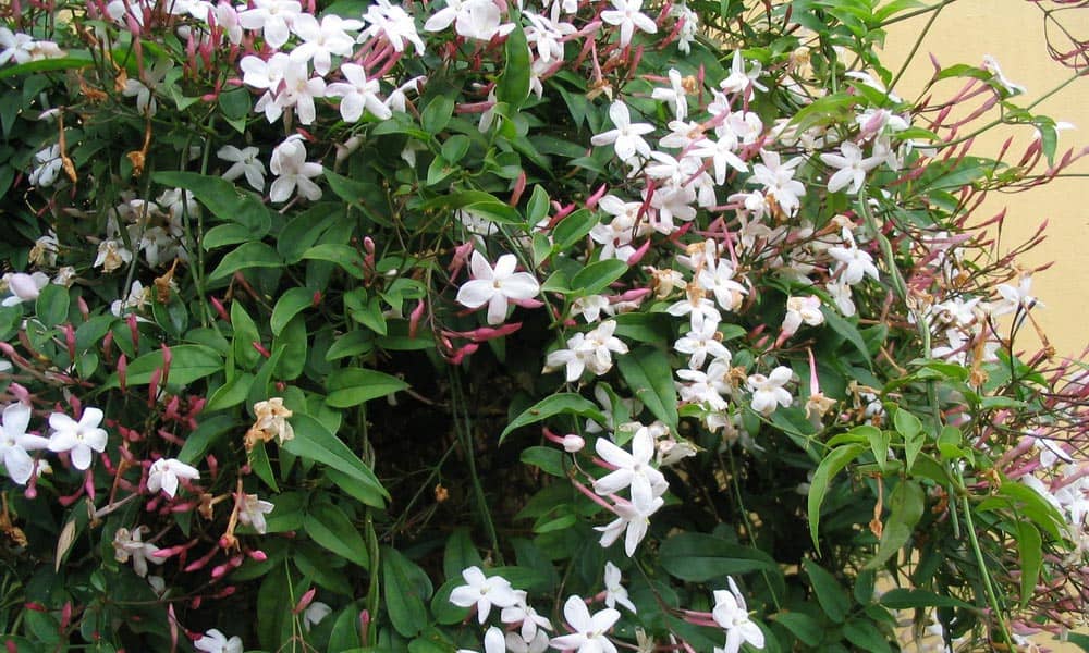 Quels parfums naturels influencent réellement notre bien-être ?