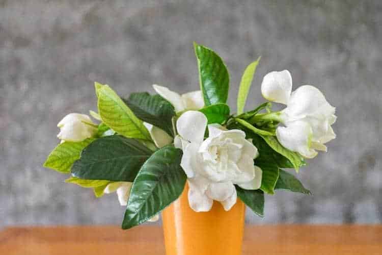 Quels parfums naturels influencent réellement notre bien-être ?