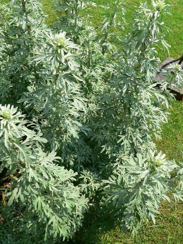 Comment se protéger de la dengue et des piqûres d’insectes ? Grâce à ces 9 plantes répulsives anti-moustiques.