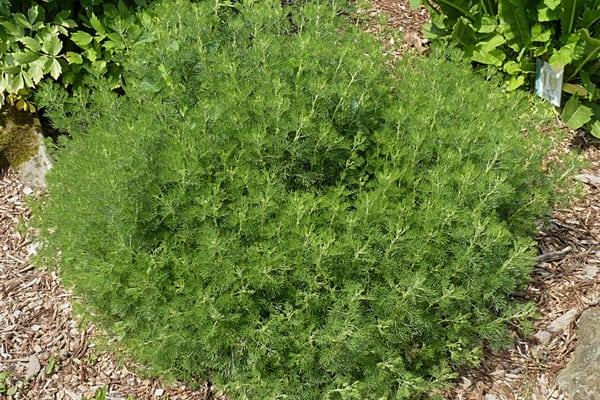 Comment se protéger de la dengue et des piqûres d’insectes ? Grâce à ces 9 plantes répulsives anti-moustiques.