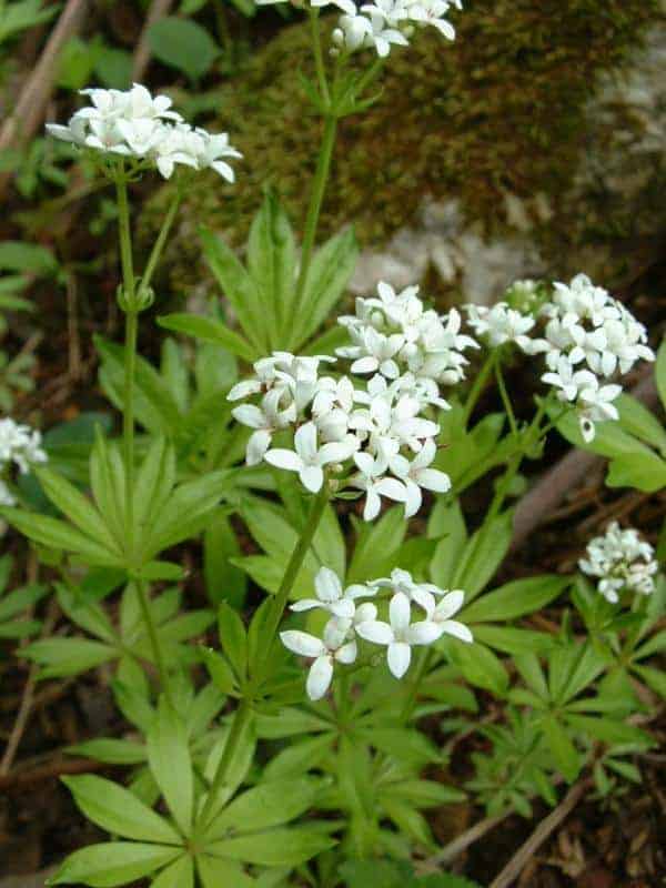 Comment se protéger de la dengue et des piqûres d’insectes ? Grâce à ces 9 plantes répulsives anti-moustiques.