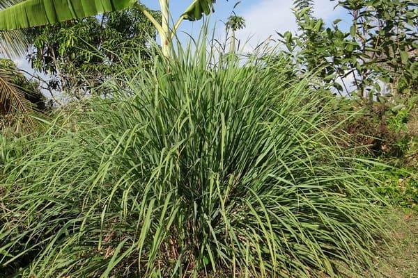 Comment se protéger de la dengue et des piqûres d’insectes ? Grâce à ces 9 plantes répulsives anti-moustiques.