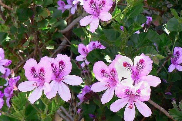 Comment se protéger de la dengue et des piqûres d’insectes ? Grâce à ces 9 plantes répulsives anti-moustiques.