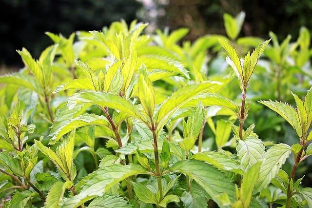 Comment se protéger de la dengue et des piqûres d’insectes ? Grâce à ces 9 plantes répulsives anti-moustiques.