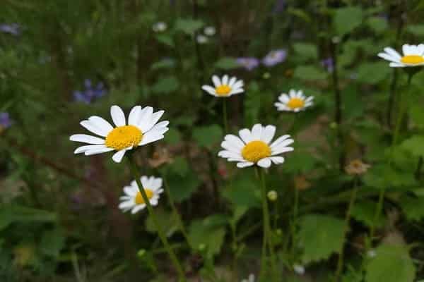 Comment se protéger de la dengue et des piqûres d’insectes ? Grâce à ces 9 plantes répulsives anti-moustiques.