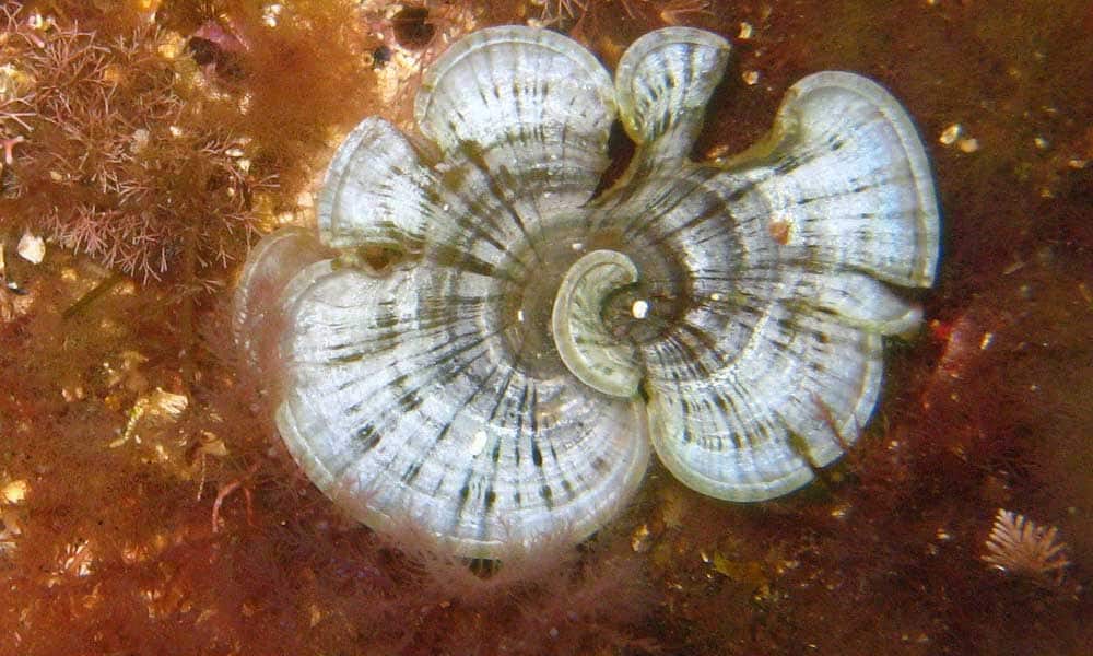 Extrait d'algue Padina Pavonica, une algue à l’efficacité redoutable pour fixer le calcium des os.